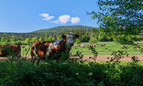 Hohenbogen Kühe