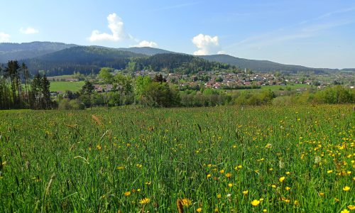 Hohenwarth Blumenwiese